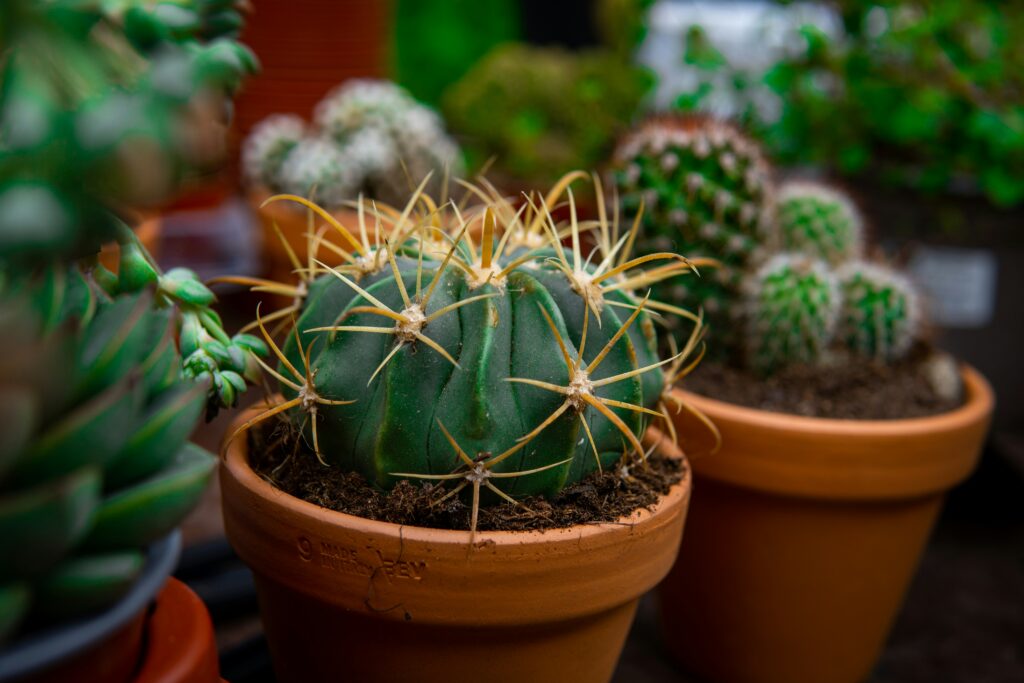 cacto em vaso de barro com espinhos amarelos, cercado por outros pequenos cactos em vasos semelhantes.