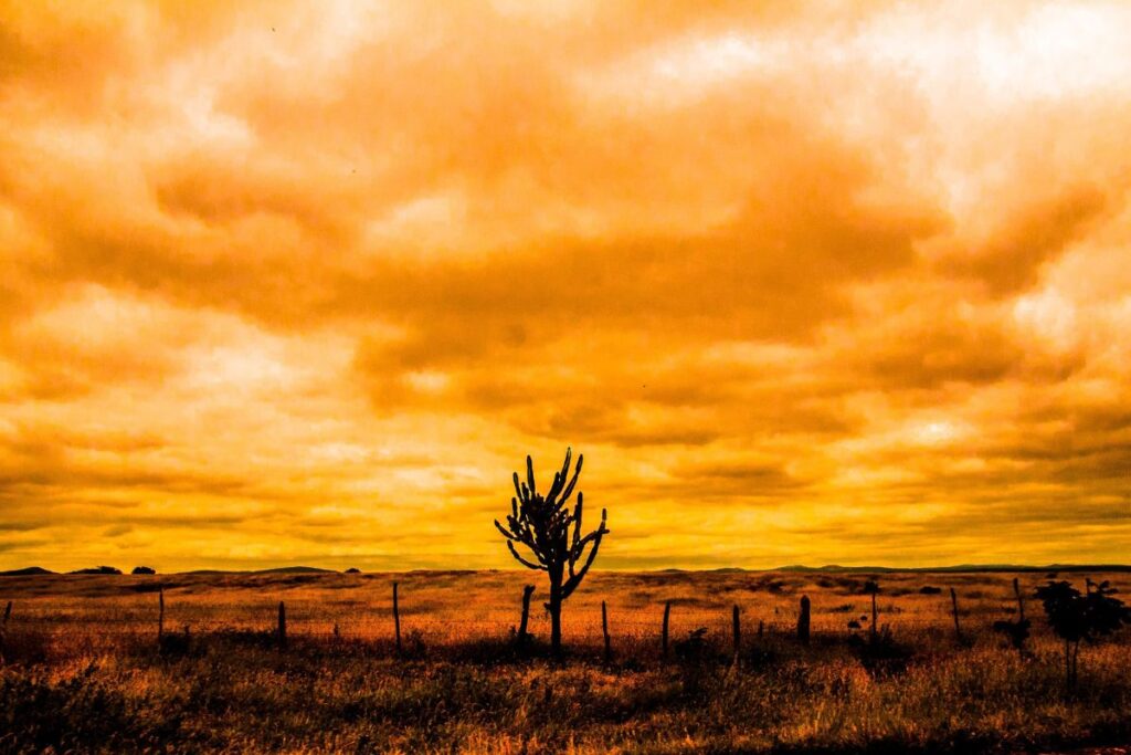 Silhueta de um cacto mandacaru solitário em uma paisagem seca durante o pôr do sol, criando um contraste marcante com o céu alaranjado.