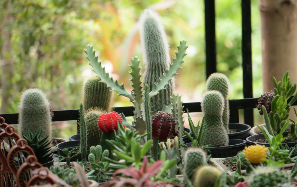 Cactos e suculentas de diferentes espécies cultivados em vasos, formando um arranjo decorativo em ambiente externo