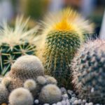 Cactos de diferentes espécies com espinhos em destaque, mostrando variedade e resistência