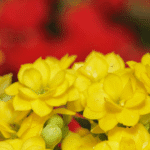 Na imagem, vemos uma Kalanchoe de flores vermelhas simples sendo podada para remoção das flores secas e, ao lado, uma Calandiva de flores brancas dobradas recebendo adubação granulada. Esses cuidados são essenciais para prolongar a floração, fortalecer a planta e garantir um desenvolvimento mais vigoroso e ornamental.