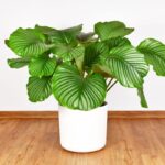 Calathea orbifolia em vaso branco com folhas verdes listradas em destaque