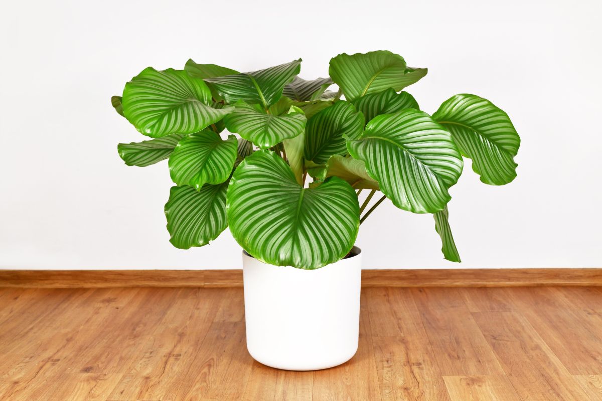 Calathea orbifolia em vaso branco com folhas verdes listradas em destaque