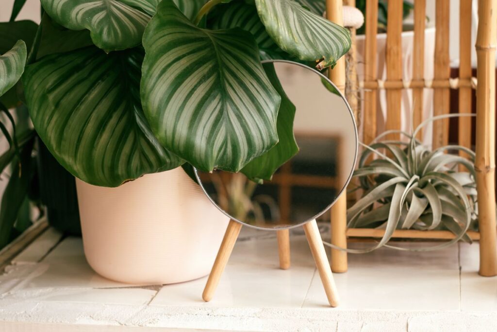 Folhas de Calathea orbifolia em vaso decorativo com listras verdes e prateadas