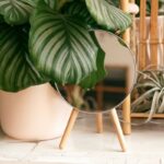 Folhas de Calathea orbifolia em vaso decorativo com listras verdes e prateadas