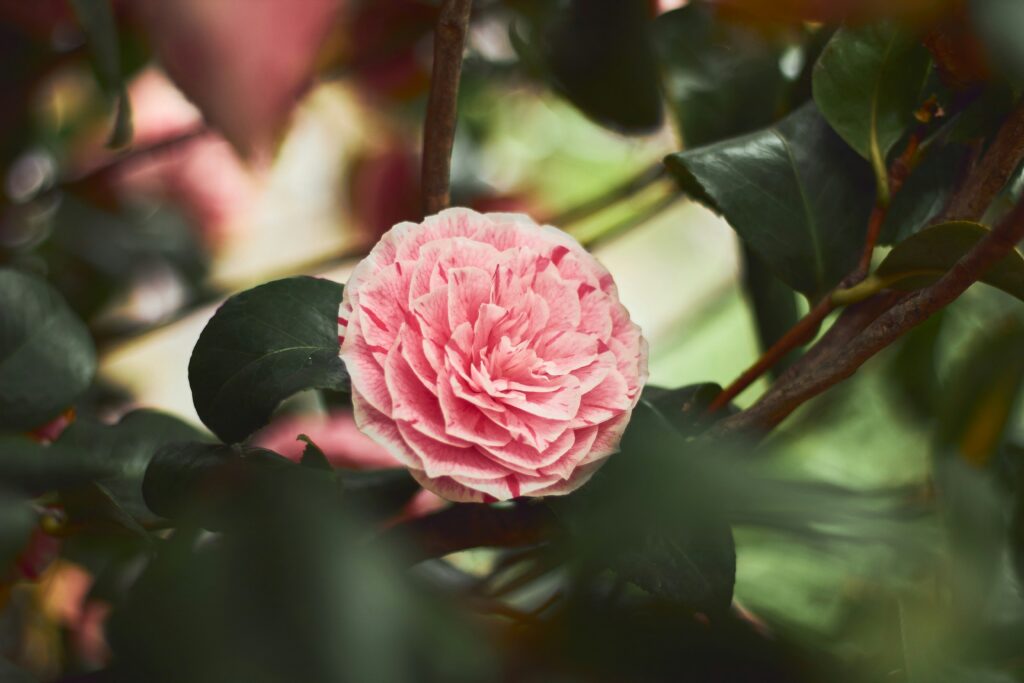 Flor de camélia rosa em destaque entre folhas verdes, mostrando suas pétalas delicadas e bem definidas