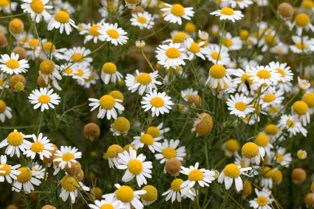 Flores de camomila com pétalas brancas e centro amarelo em destaque em um campo verde.