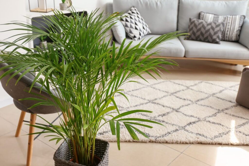 Areca bambu cultivada em vaso dentro de sala moderna com sofá ao fundo.