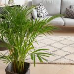Areca bambu cultivada em vaso dentro de sala moderna com sofá ao fundo.