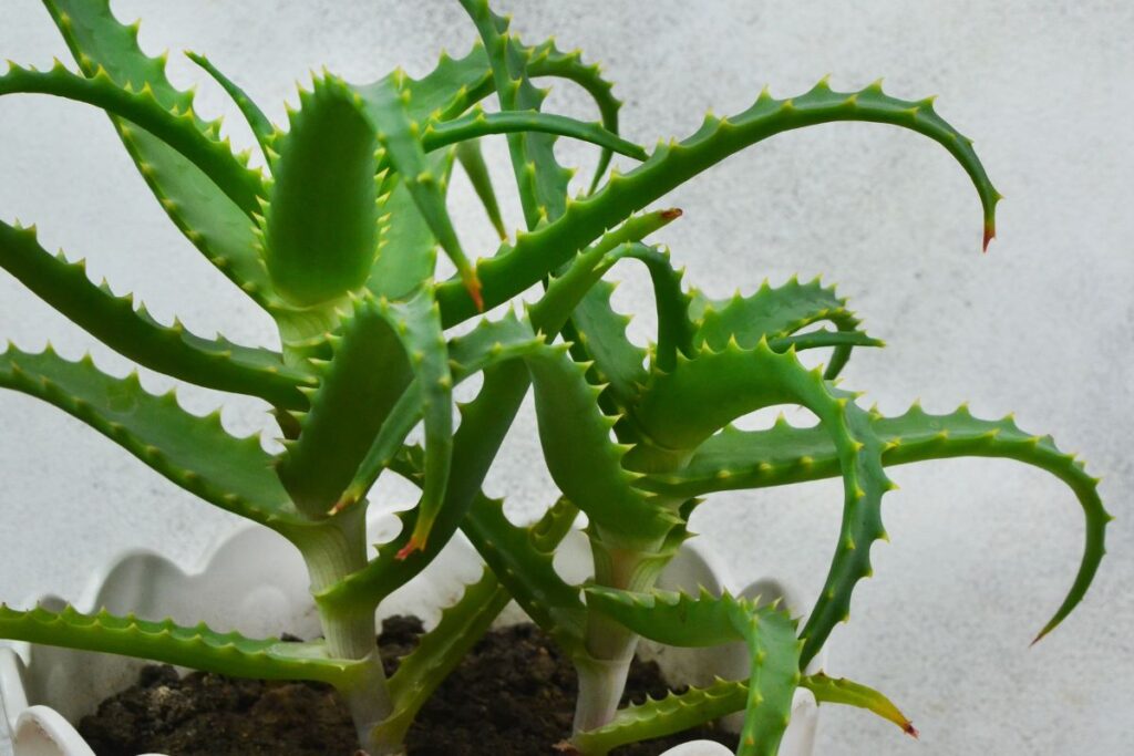 Planta de aloe vera saudável em vaso, com folhas verdes e firmes, ideal para checklist de cuidados.