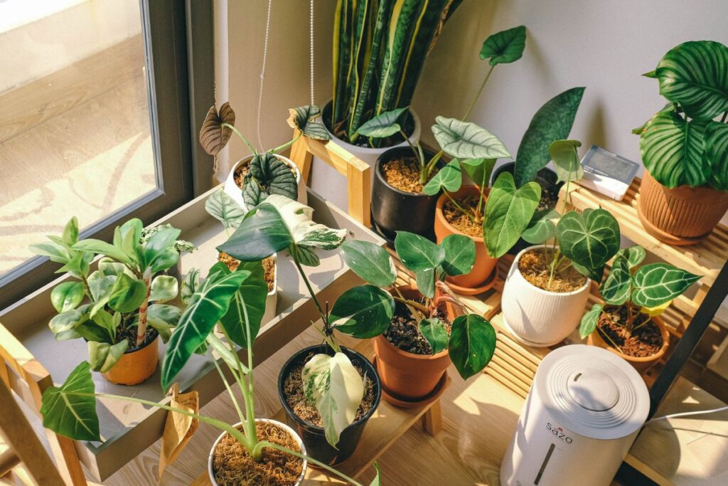 Coleção de plantas de interior em vasos próximos à janela recebendo luz indireta