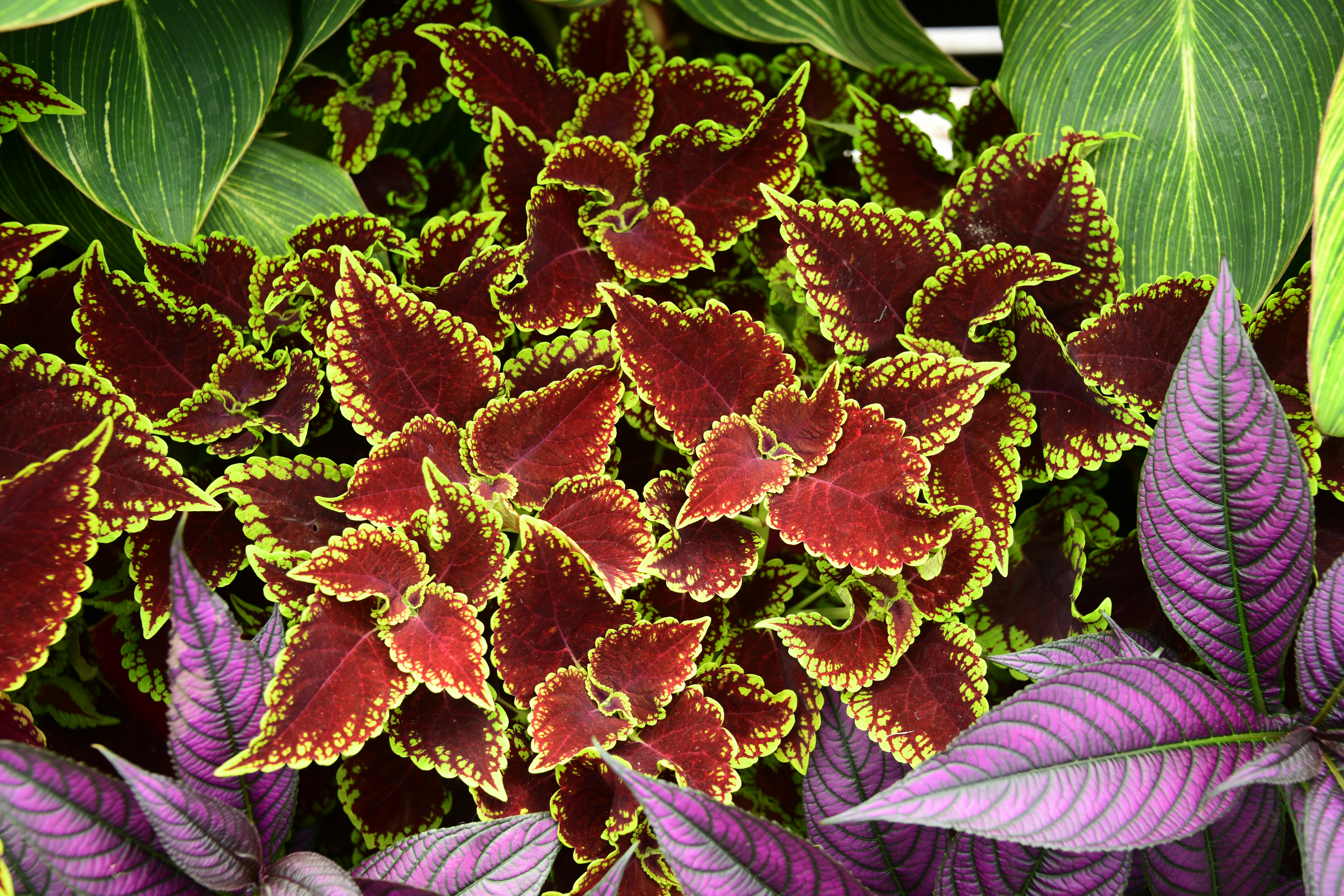 folhagens coloridas de coleus com tons vibrantes de roxo, verde e vermelho, usadas na decoração de vasos e jardins