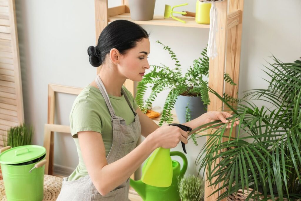 Mulher borrifando água nas folhas de uma areca bambu cultivada em vaso.