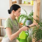 Mulher borrifando água nas folhas de uma areca bambu cultivada em vaso.