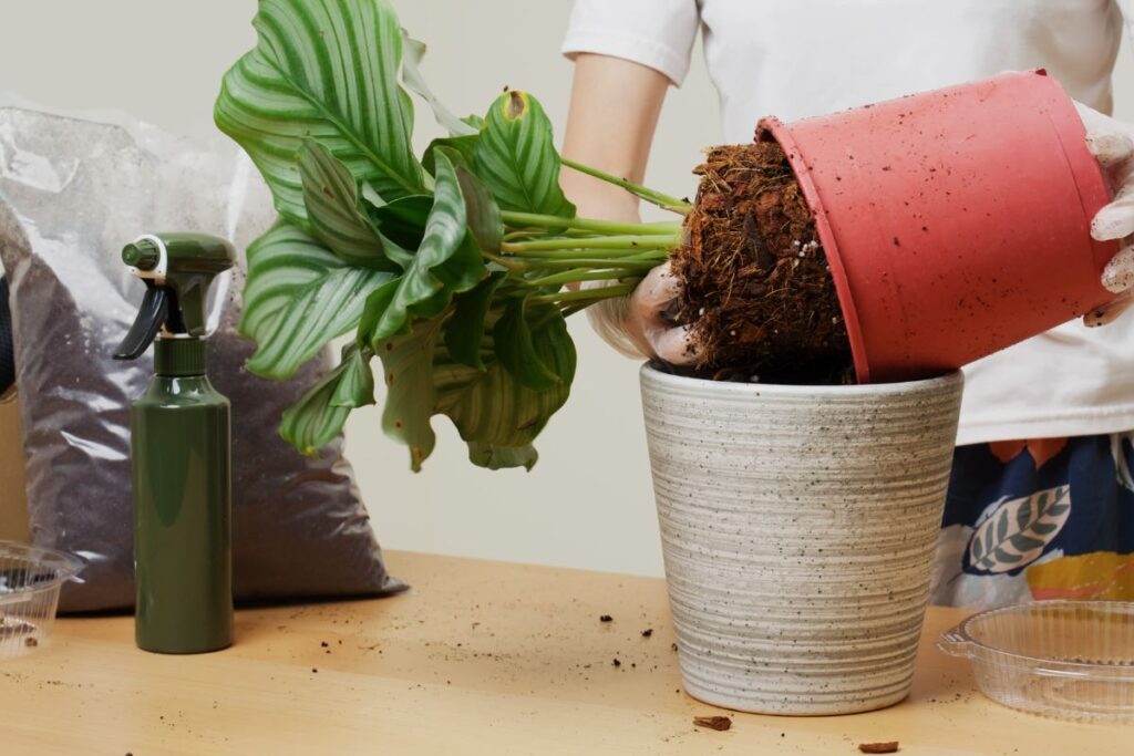 Pessoa transplantando Calathea orbifolia de vaso plástico para vaso decorativo