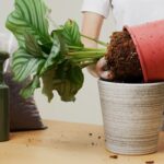 Pessoa transplantando Calathea orbifolia de vaso plástico para vaso decorativo