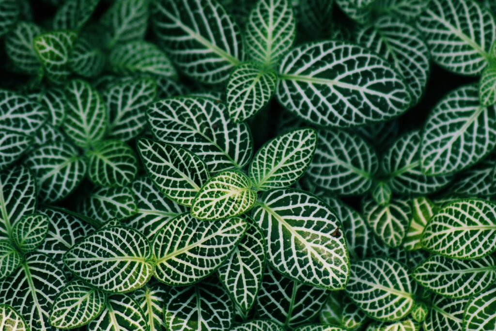 Folhas de fitônia verdes com veios brancos em close-up, destacando a beleza da planta.