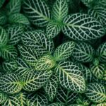 Folhas de fitônia verdes com veios brancos em close-up, destacando a beleza da planta.