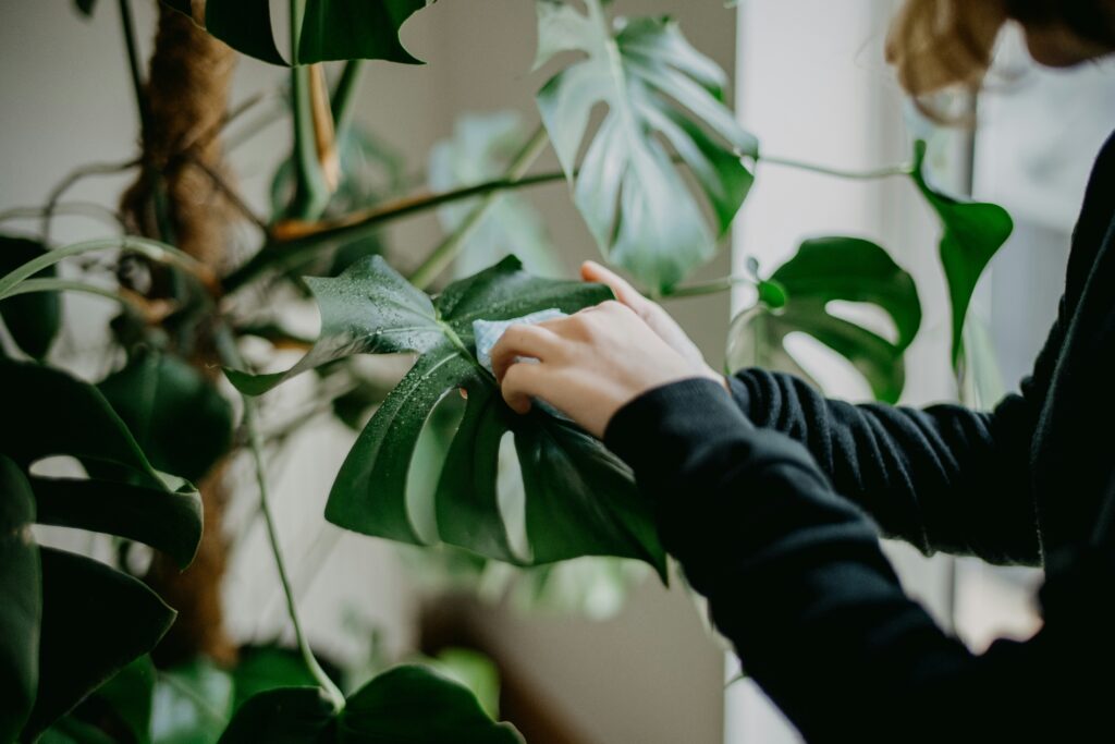 Pessoa limpando folha de planta para demonstrar como cuidar de plantas de forma correta