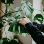 Pessoa limpando folha de planta para demonstrar como cuidar de plantas de forma correta