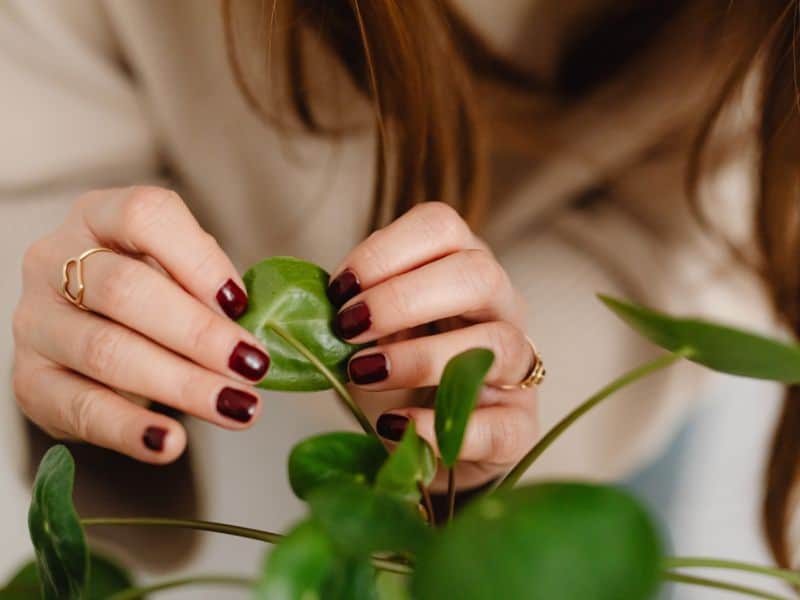 Como cuidar de plantas com constância através da observação e cuidado manual das folhas