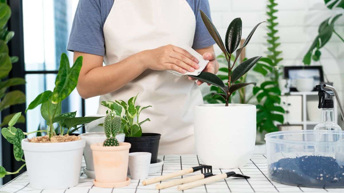 Como cuidar de plantas em casa realizando limpeza e manutenção de plantas em vaso com ferramentas de jardinagem