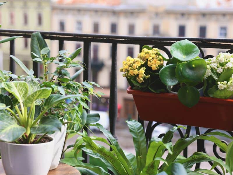 Como cuidar de plantas em vaso cultivadas em varanda de apartamento com iluminação natural