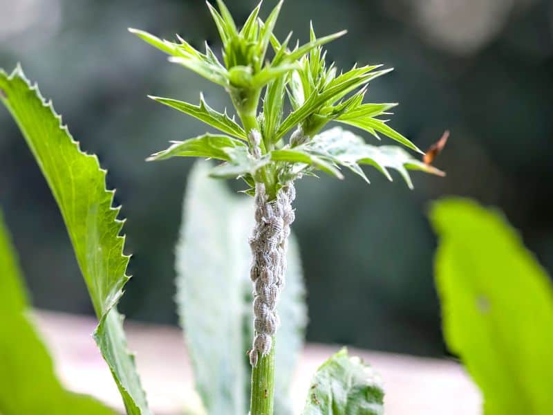 Como cuidar de plantas identificando pragas nas folhas e no caule durante o monitoramento semanal