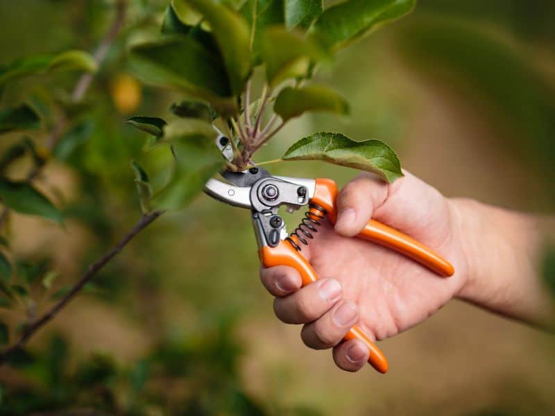 Como cuidar de plantas realizando poda correta com tesoura apropriada para estimular crescimento saudável