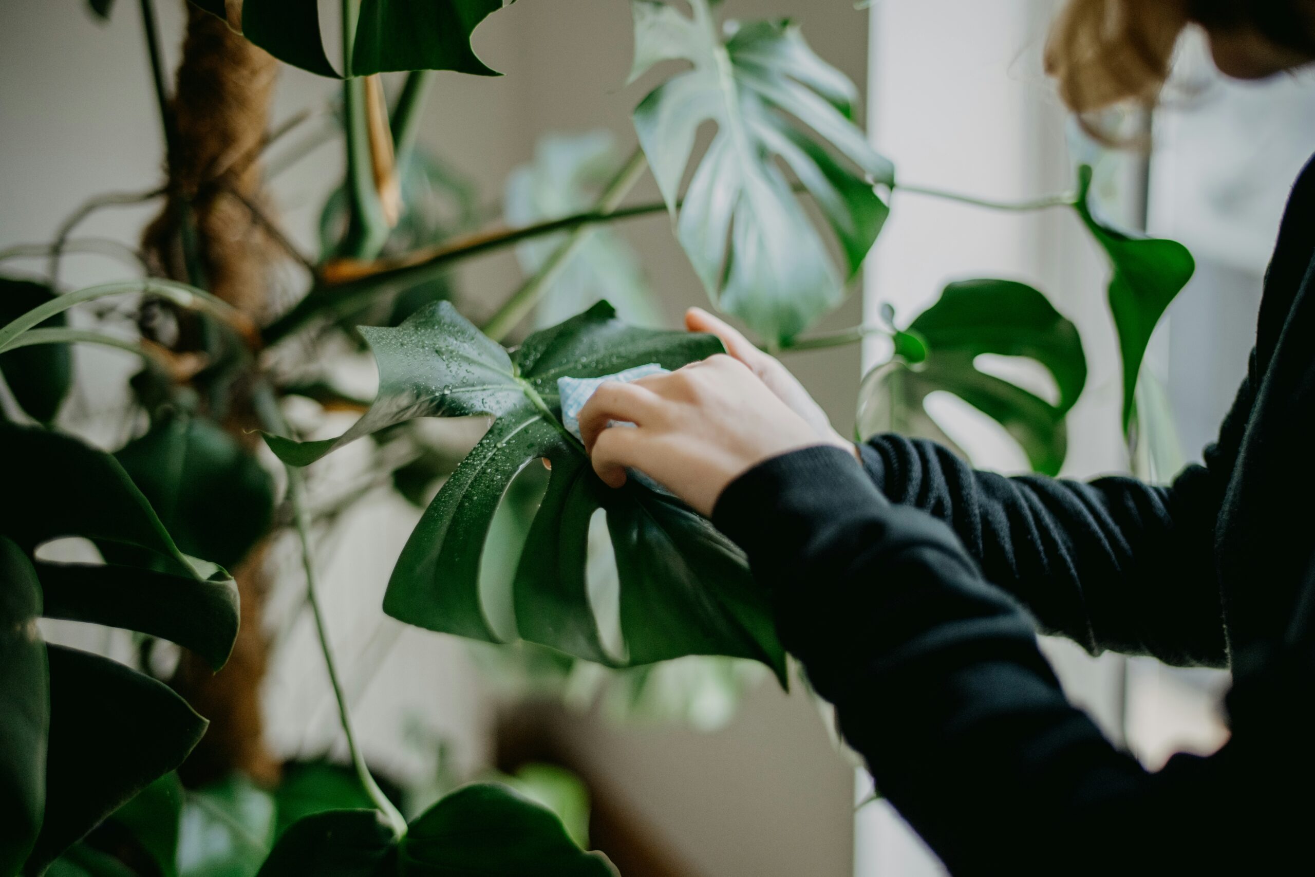 Pessoa limpando folha de planta para demonstrar como cuidar de plantas de forma correta