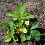 Como cultivar morango