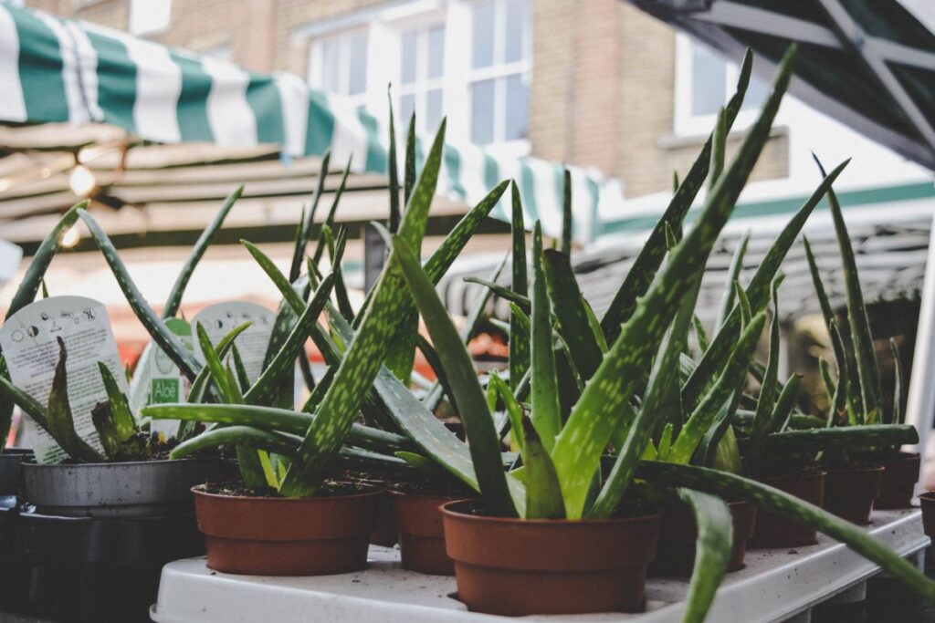 Vasos com mudas de aloe vera expostas para venda em uma feira ao ar livre.