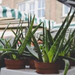 Vasos com mudas de aloe vera expostas para venda em uma feira ao ar livre.
