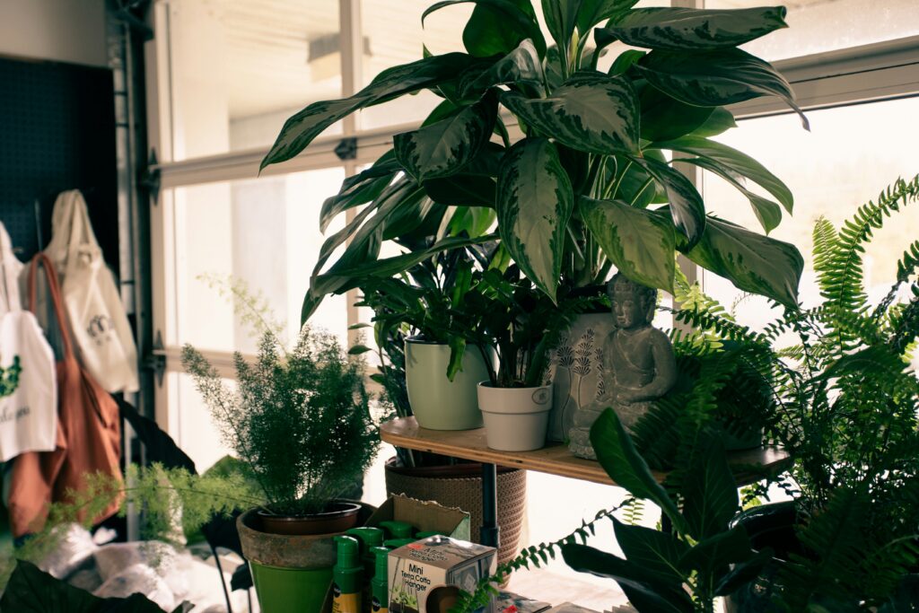 Vasos com diferentes tipos de plantas de interior organizados em prateleira, com luz natural ao fundo, representando escolhas ideais para ambientes internos.