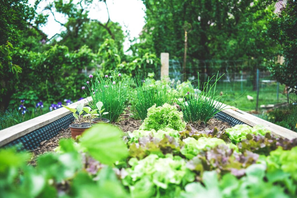 horta caseira com canteiro elevado cultivando alface, cebolinha e mudas de hortaliças em um quintal verde