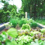 horta caseira com canteiro elevado cultivando alface, cebolinha e mudas de hortaliças em um quintal verde