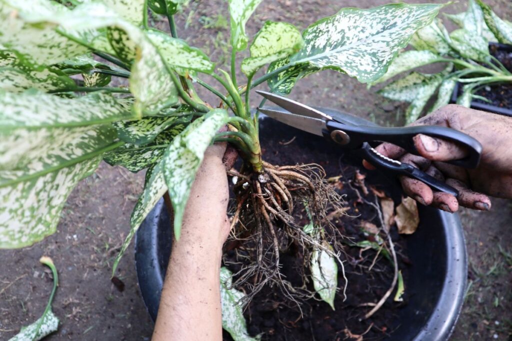 Mãos segurando uma planta Aglaonema enquanto cortam as raízes com tesoura para divisão de touceiras.