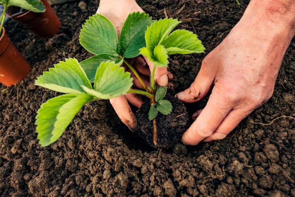 Mãos plantando muda de morango em solo fértil no canteiro
