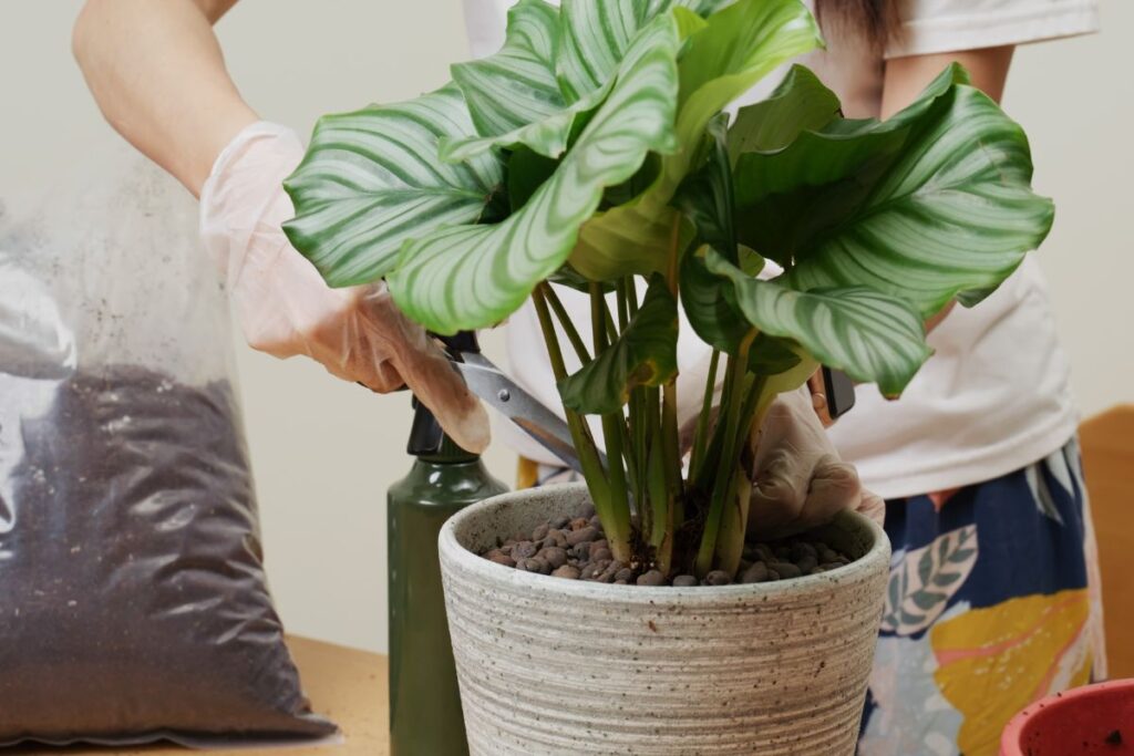Pessoa podando folhas secas da Calathea orbifolia em vaso decorativo