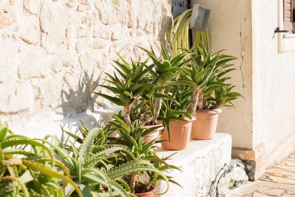 Vasos de aloe vera posicionados próximos a uma parede com mangueira e torneira ao lado.