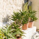 Vasos de aloe vera posicionados próximos a uma parede com mangueira e torneira ao lado.