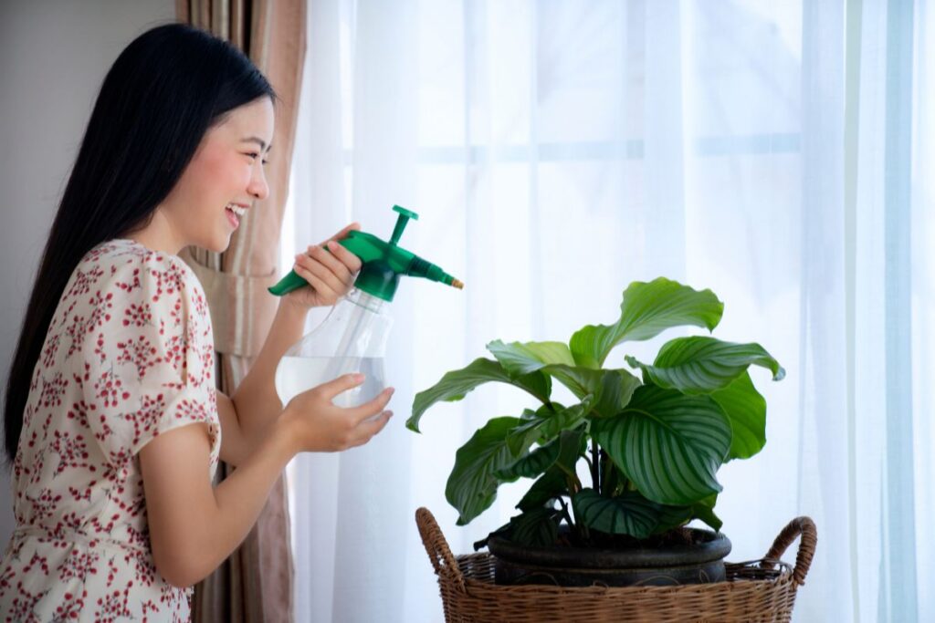 Mulher borrifando água nas folhas da Calathea orbifolia próxima à janela