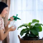 Mulher borrifando água nas folhas da Calathea orbifolia próxima à janela