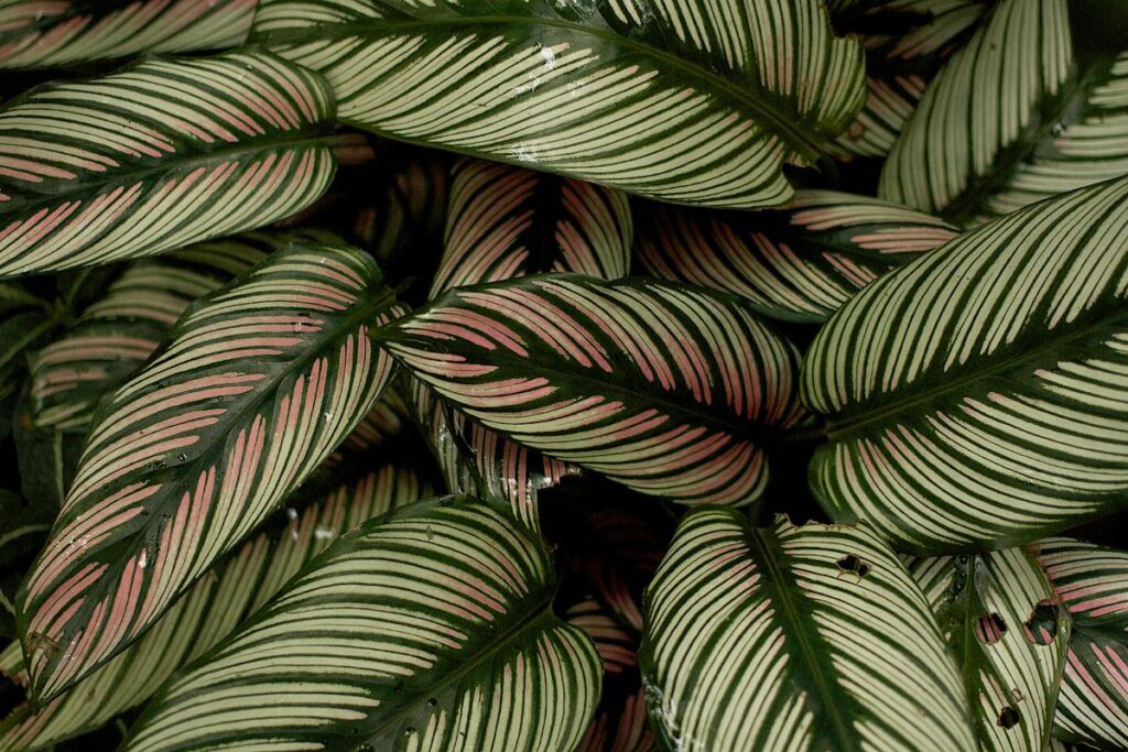 Folhas verdes com listras rosa e creme, representando plantas que podem ser salvas com cuidados adequados.