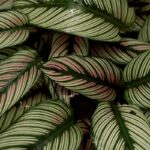Folhas verdes com listras rosa e creme, representando plantas que podem ser salvas com cuidados adequados.