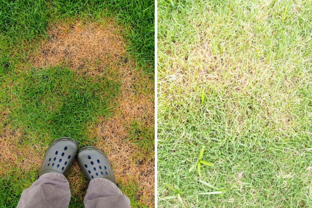 Gramado com manchas amareladas e sinais de pragas e doenças