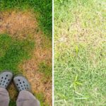 Gramado com manchas amareladas e sinais de pragas e doenças