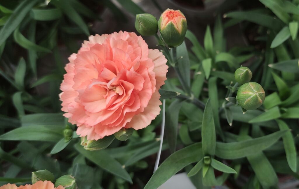 Cravo em tom pêssego em plena floração, rodeado por botões e folhas verdes em jardim iluminado