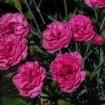 cravos rosa vibrantes em plena floração em jardim iluminado