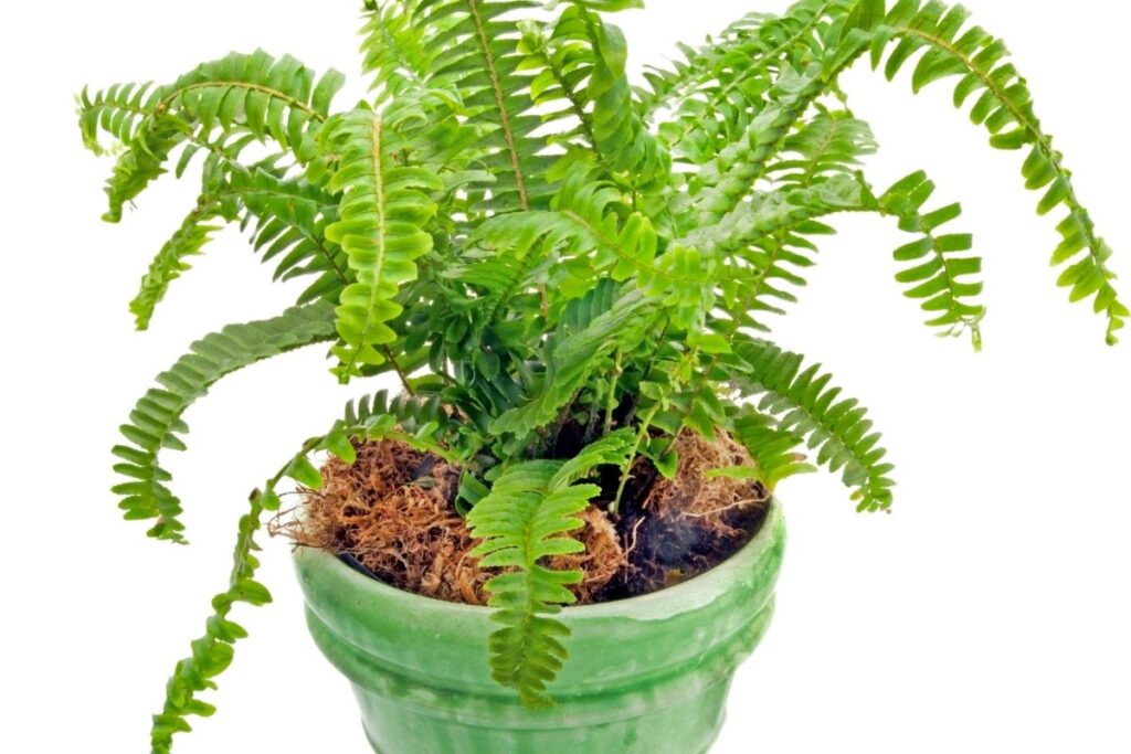 Samambaia americana em vaso pequeno com folhagem pouco densa